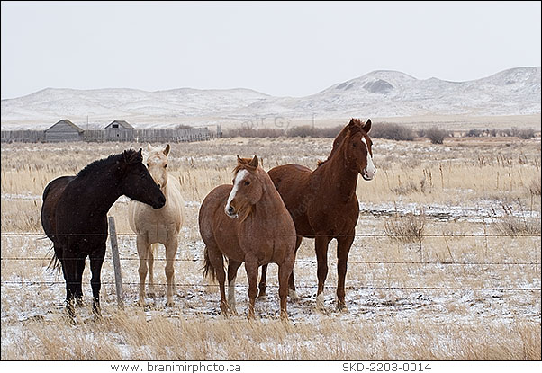 horses in snow-covered field, Val Marie, Saskatchewan