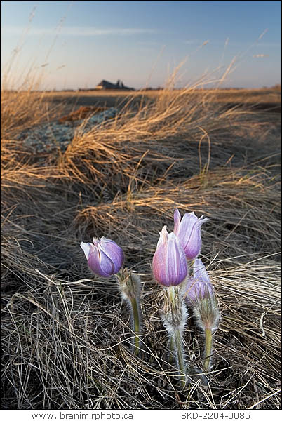 Prairie crocus, Wanuskewin