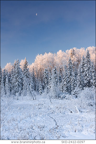 snow covered trees at sunrise