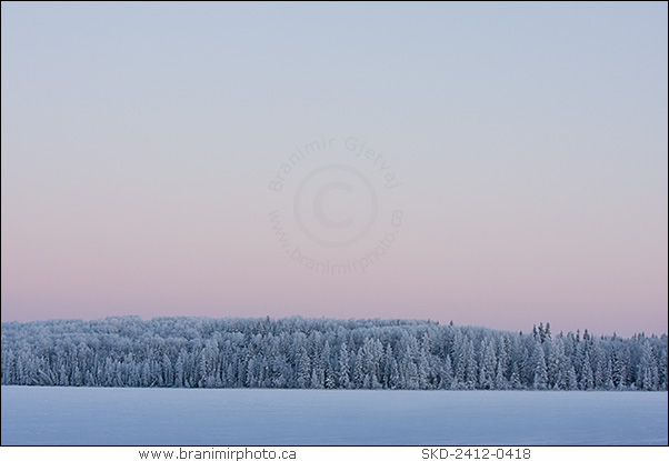 Snow covered boral forest at sunrise