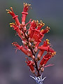 Detail of Ocotillo flower, Arizona