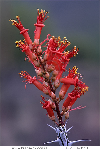 Ocotillo flower, detail