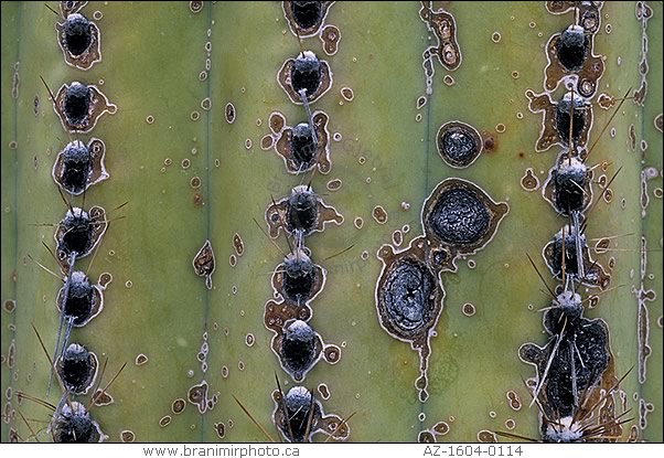 Close-up of Saguaro cactus, Arizona