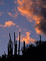 Silhouette of saguaro cactus at sunset