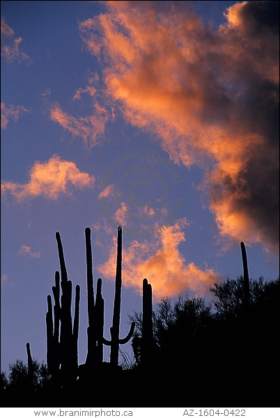 Rock formations at sunset, Chiricahua Natl. Monument