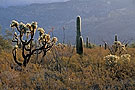 Desert landscape, Organ Pipe Cactus National Monument