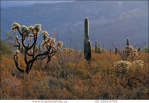 Desert landscape with Saguaro and Cholla cacti, Arizona