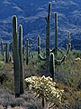 Saguaro an dcholla cacti on mountain slope, Arizona