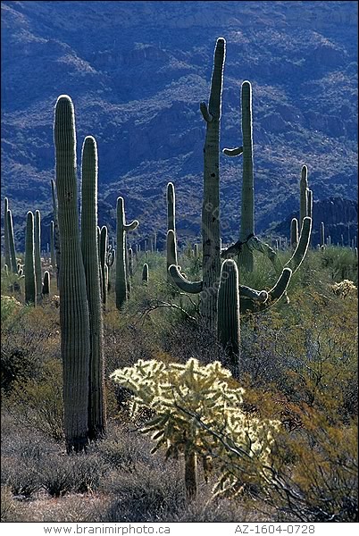 Saguaro and cholla cacti on mountain slope, Arizona