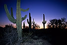 Desert landscape with Saguaro cacti at sunset, Arizona