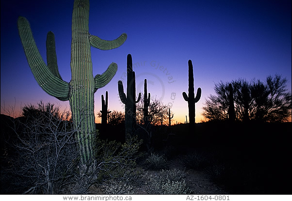 Desert landscape with Saguaro cacti at sunset, Arizona