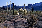 Desert landscape with cacti, Organ Pipe Cactus National Monument