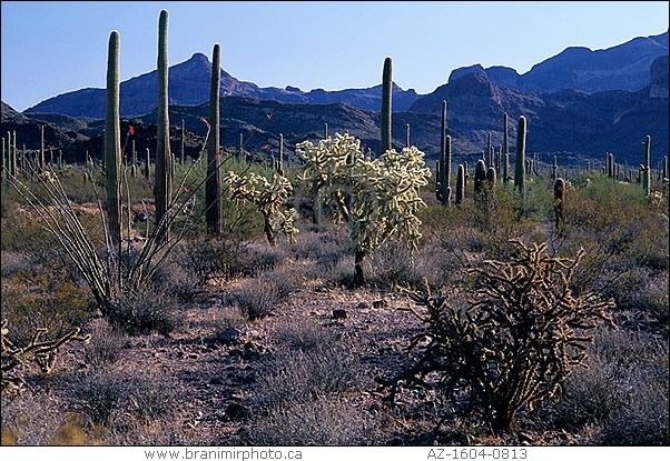 Desert landscape with cacti, Arizona