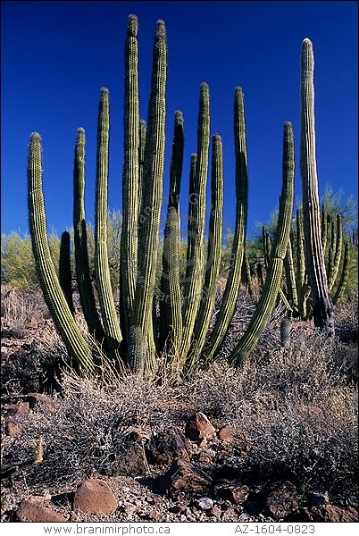 Organ Pipe Cactus, Arizona