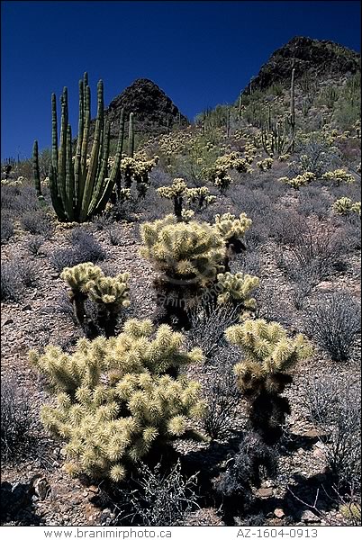 Teddy Bear Cholla on mountain slope, Arizona