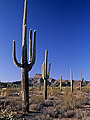 Saguaro cacti forest, Arizona