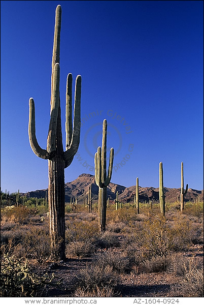 Saguaro cacti forest, Arizona