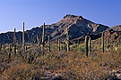 Desert landscape, Organ Pipe Cactus National Monument