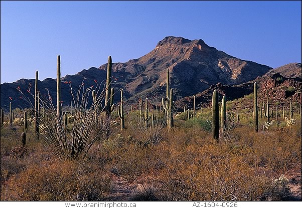 Desert landscape with cacti on mountain slope, Arizona