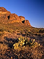 Desert landscape with cacti at sunset, Arizona