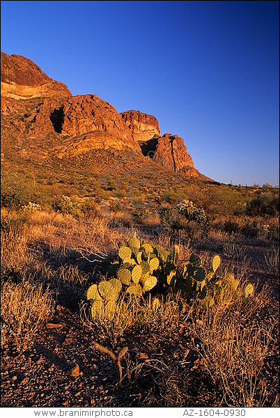 Desert landscape with cacti at sunset, Arizona