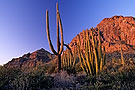 Landscape with Saguaro and Organ Pipe cactus