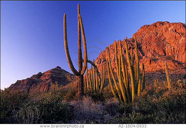 Saguaro and  Organ Pipe cacti, Arizona