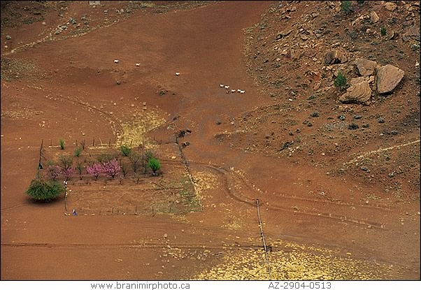 farmstead with orchard and goats, Canyon de Chelly, Arizona