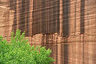 Clif with stained pattern and green tree, Canyon de Chelly, Arizona