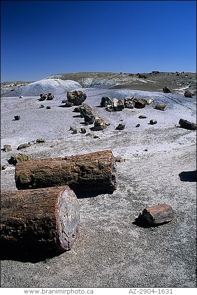 Petrified logs and badlands,  Arizona