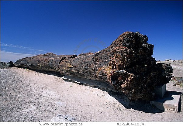 Petrified log, Petrified Forest National Park, Arizona