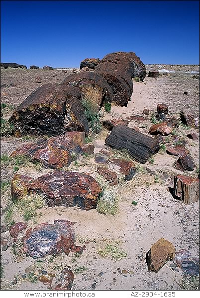 Fragmented petrified log,  Arizona