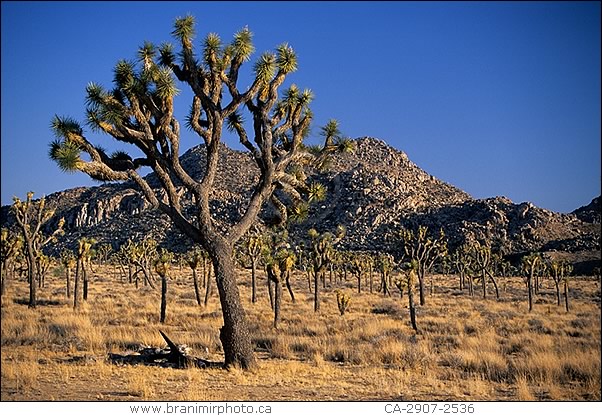 Desert landscape with Joshua Trees, California