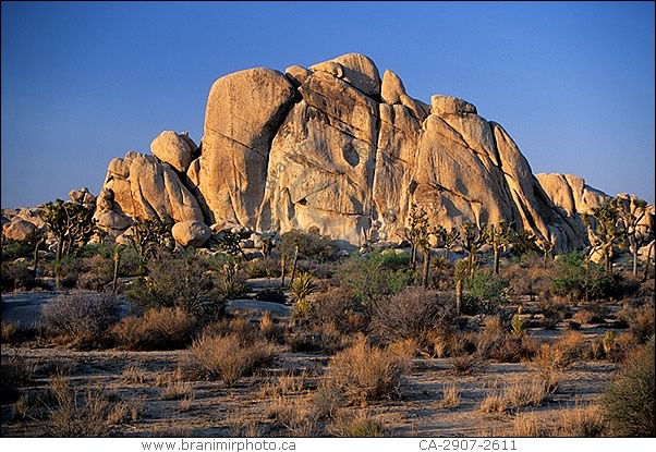 Desert landscape with Joshua Trees, California