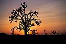 Joshua Tree at sunset, Joshua Tree National Park, California