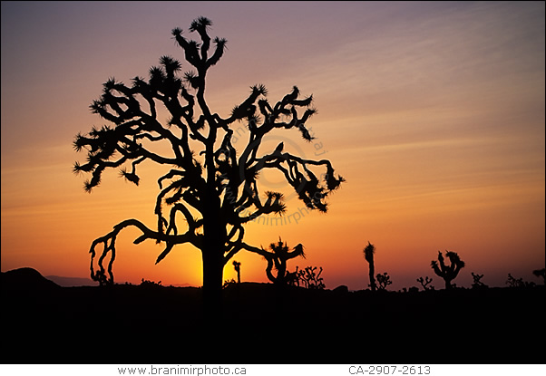 Joshua Trees at sunset, California