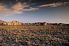 desert landscape at sunrise, Joshua Tree National Park, California