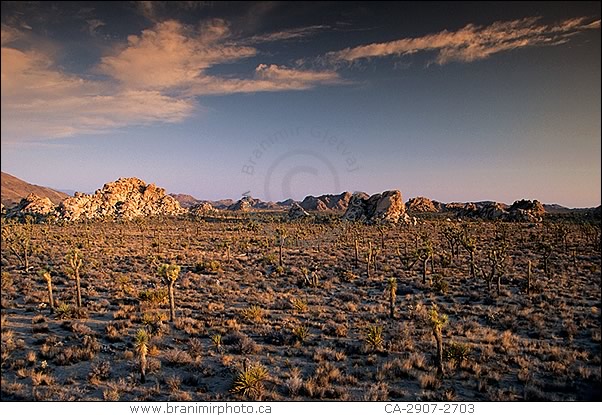 Desert landscape at sunrise, JOshua Tree Nat'l Park, California