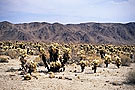 Cholla Cactus Garden, Joshua Tree National Park, California