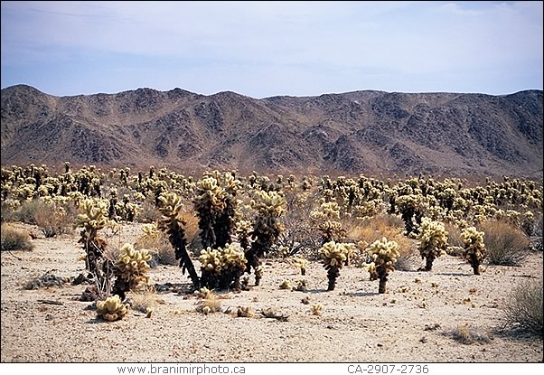 Cholla Cactus Garden, Joshua Tree Natl. Park., California