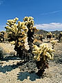 Teddy Bear Cholla,, Joshua Tree National Park, California