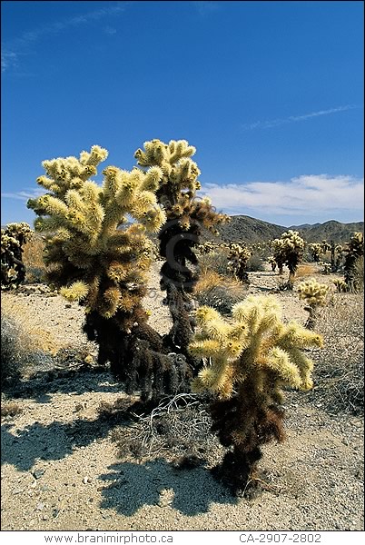 Teddy Bear Cholla on mountain slope, Arizona