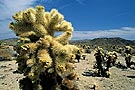 Bigelow Cholla cactus, Joshua Tree National Park, California