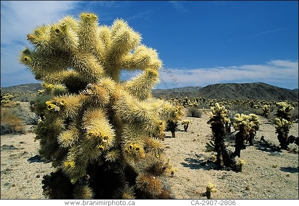 Cholla Cactus Garden, Joshua Tree Natl. Park., California