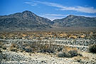 Pinto Basin, Joshua Tree National Park, California