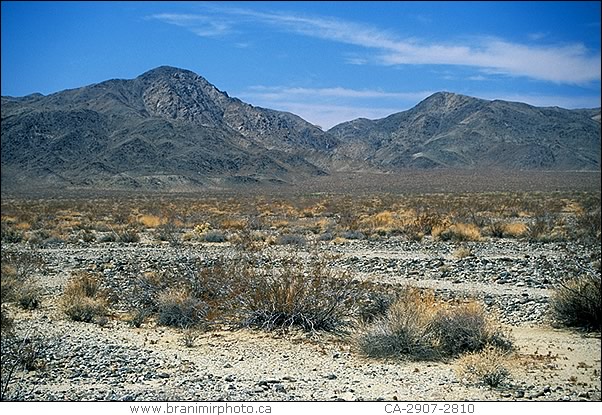 PInto Basin, Joshua Tree Natl. Park., California