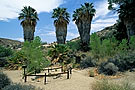 Palm oasis, Cottonwood Springs, Joshua Tree Nat'l. Park, California