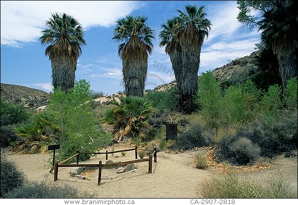 Palm oasis, Joshua Tree National Park, California