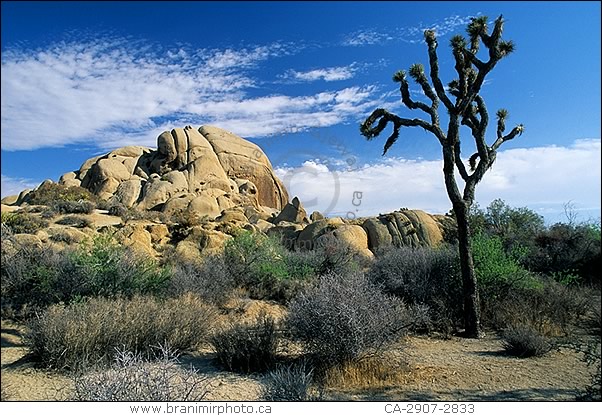 Desert landscape with Joshua Trees, California