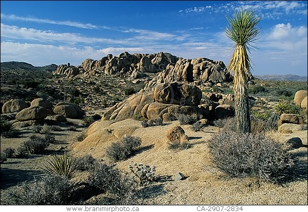 Desert landscape with Joshua Trees, California